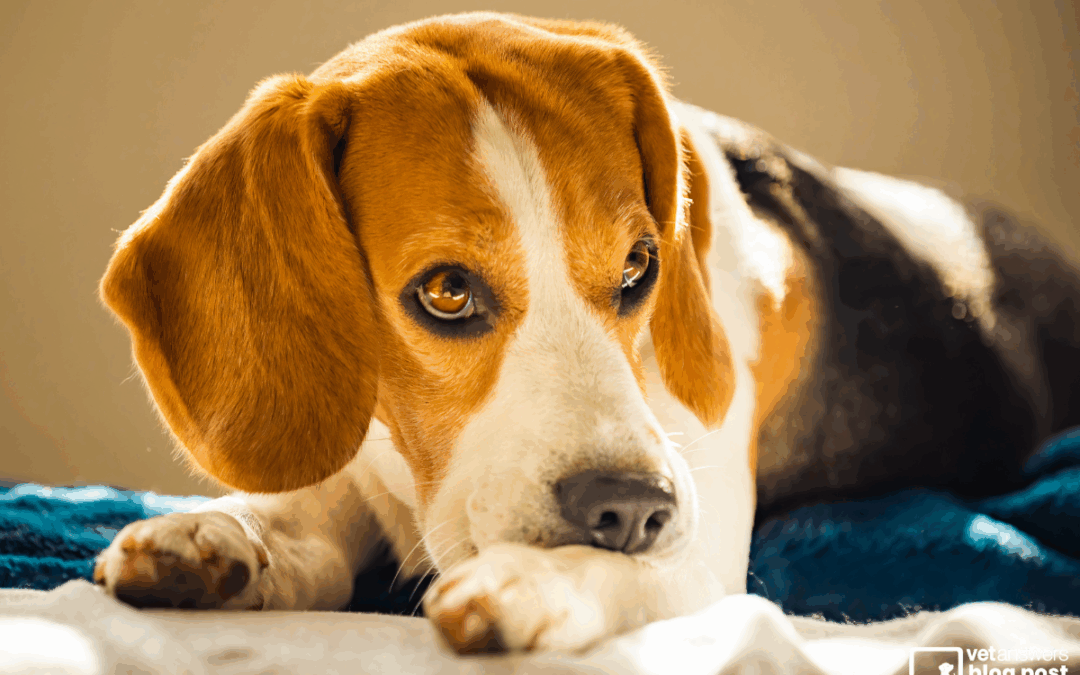 Helping Dogs Navigate Seasonal Transitions: A Veterinary Perspective on CBD for Anxiety and Skin Health